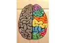 Apa perbedaan otak kanan dan otak kiri?